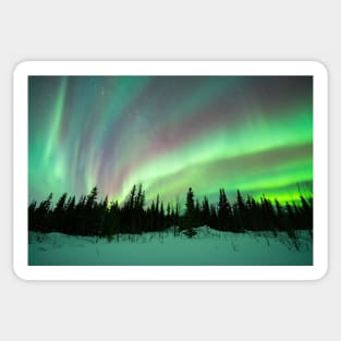 Rainbow Aurora Borealis in a Black Spruce Forest in Alaska Sticker